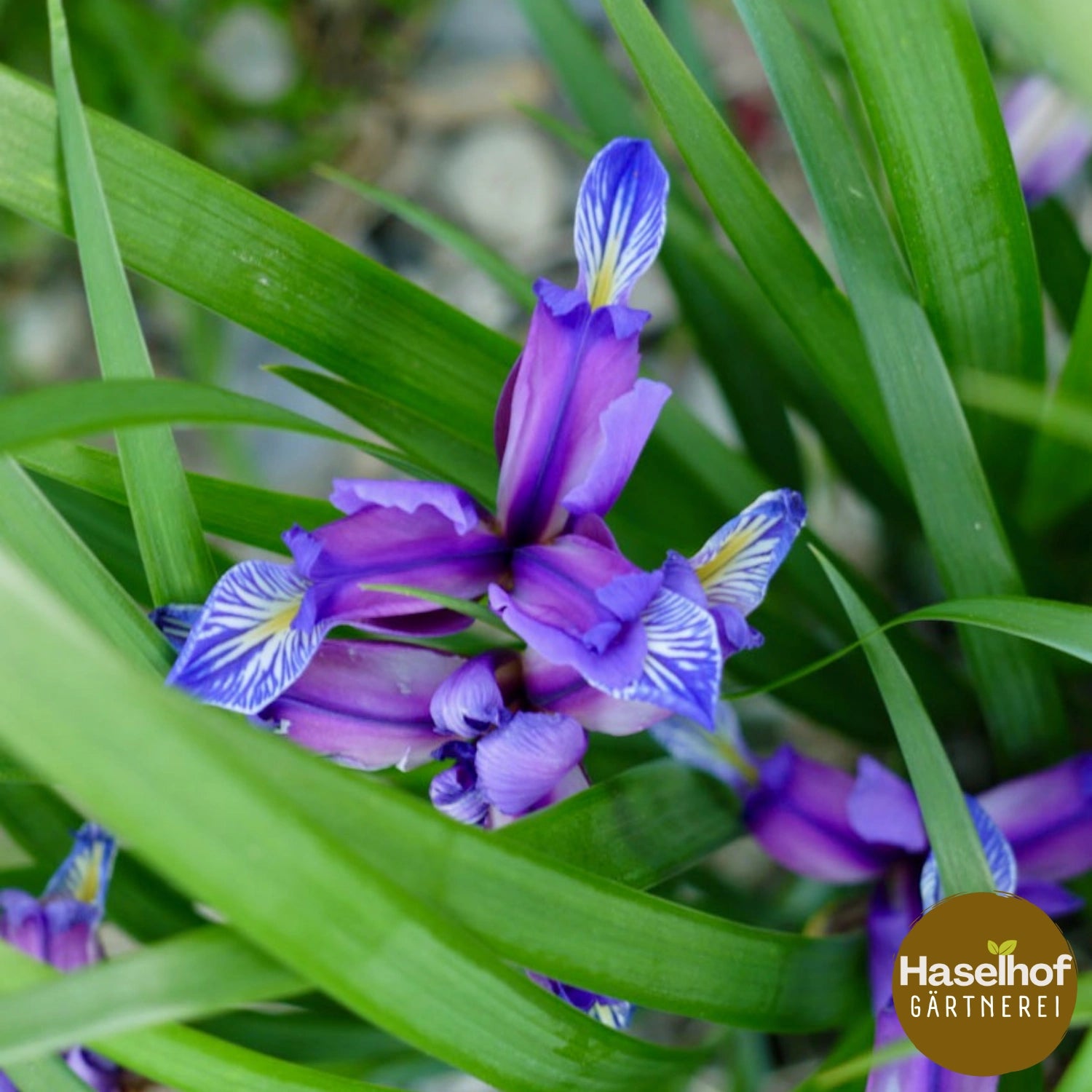 Iris à feuilles de graminée