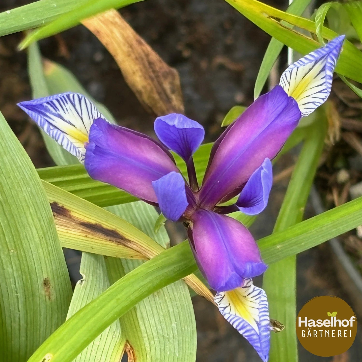 Iris à feuilles de graminée