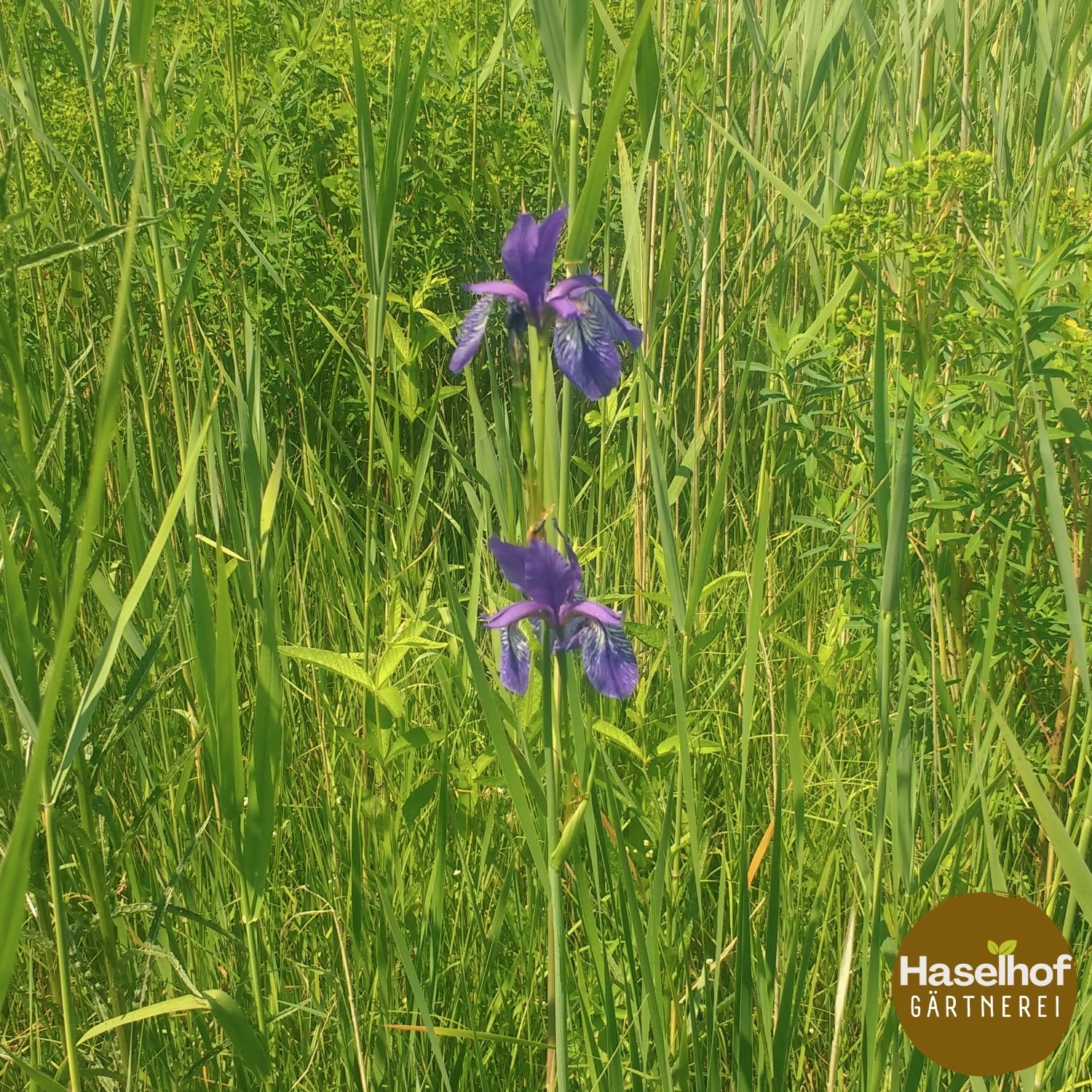 Iris sibirica