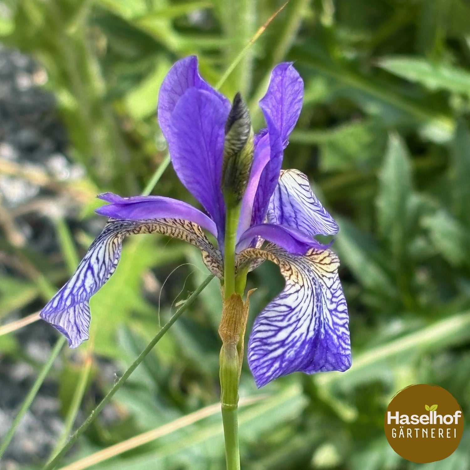Iris sibirica