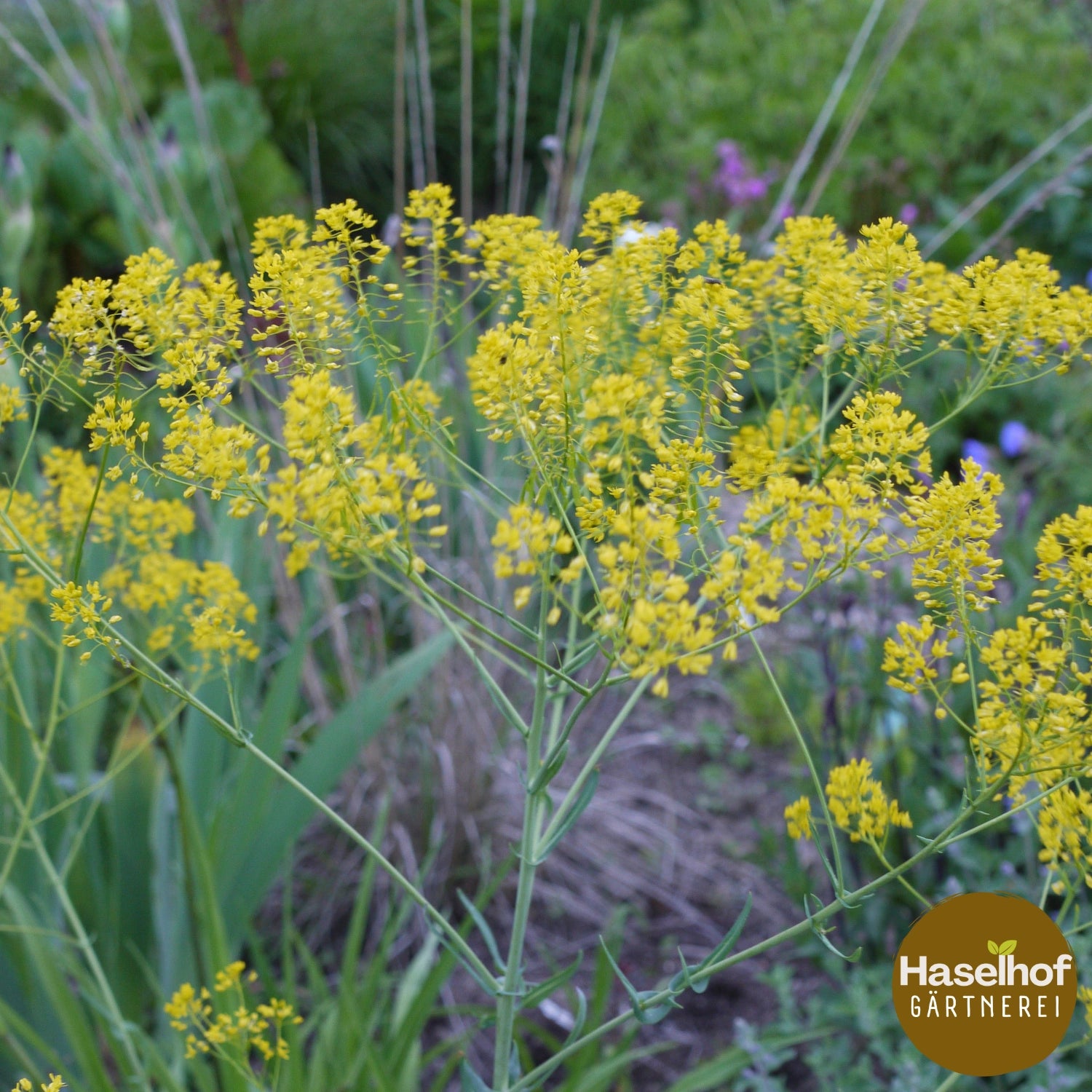 Isatis tinctoria