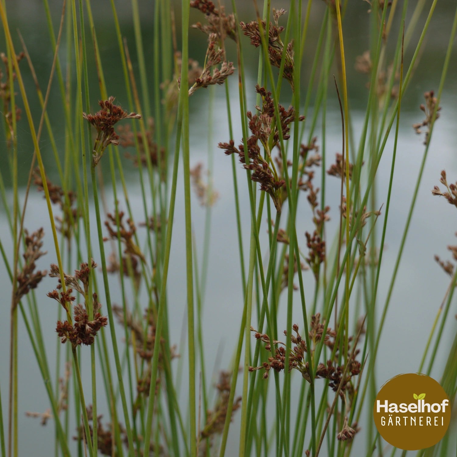 Juncus inflexus (J. glaucus)