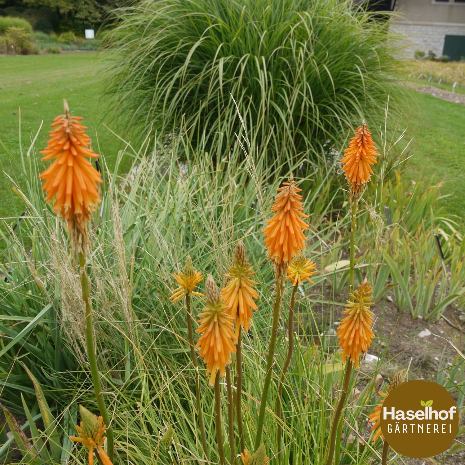Kniphofia galpinii