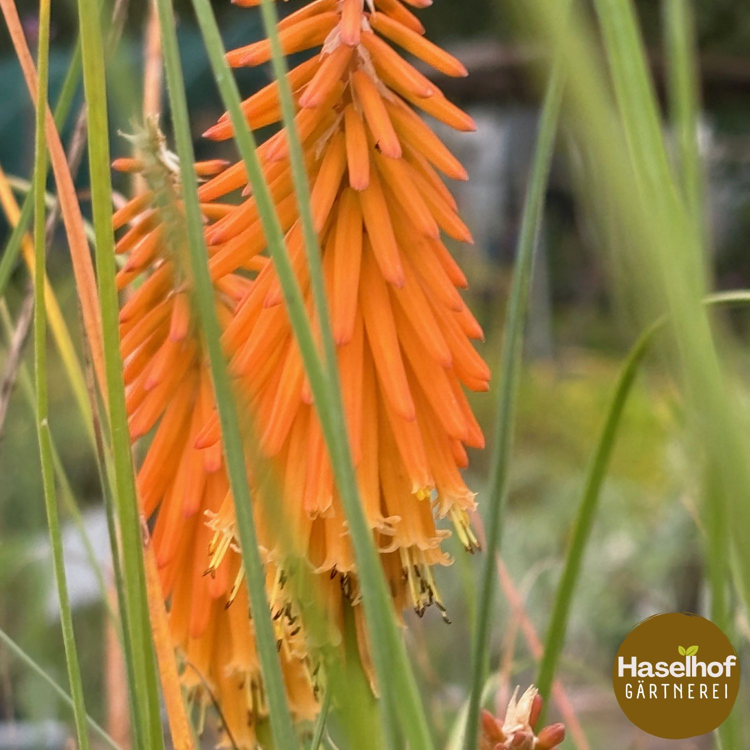 Kniphofia galpinii
