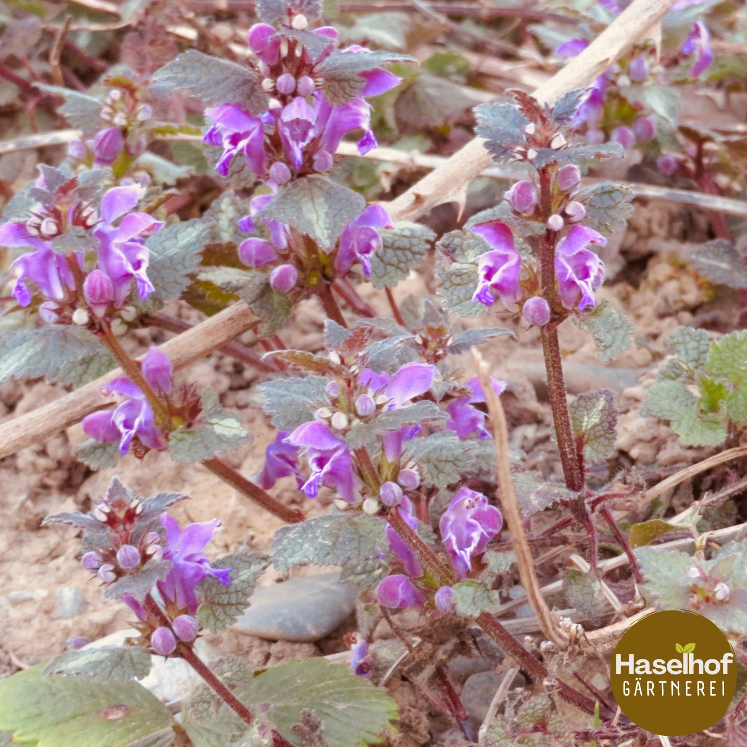 Lamium maculatum