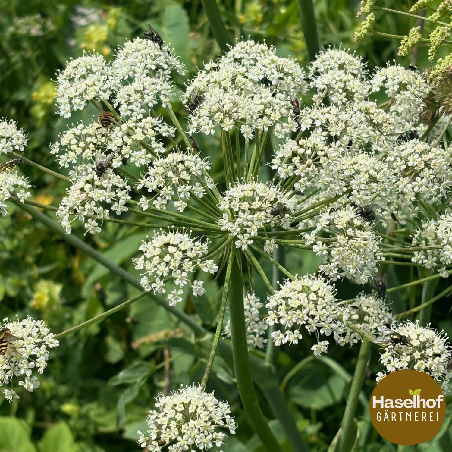 Laserpitium latifolium