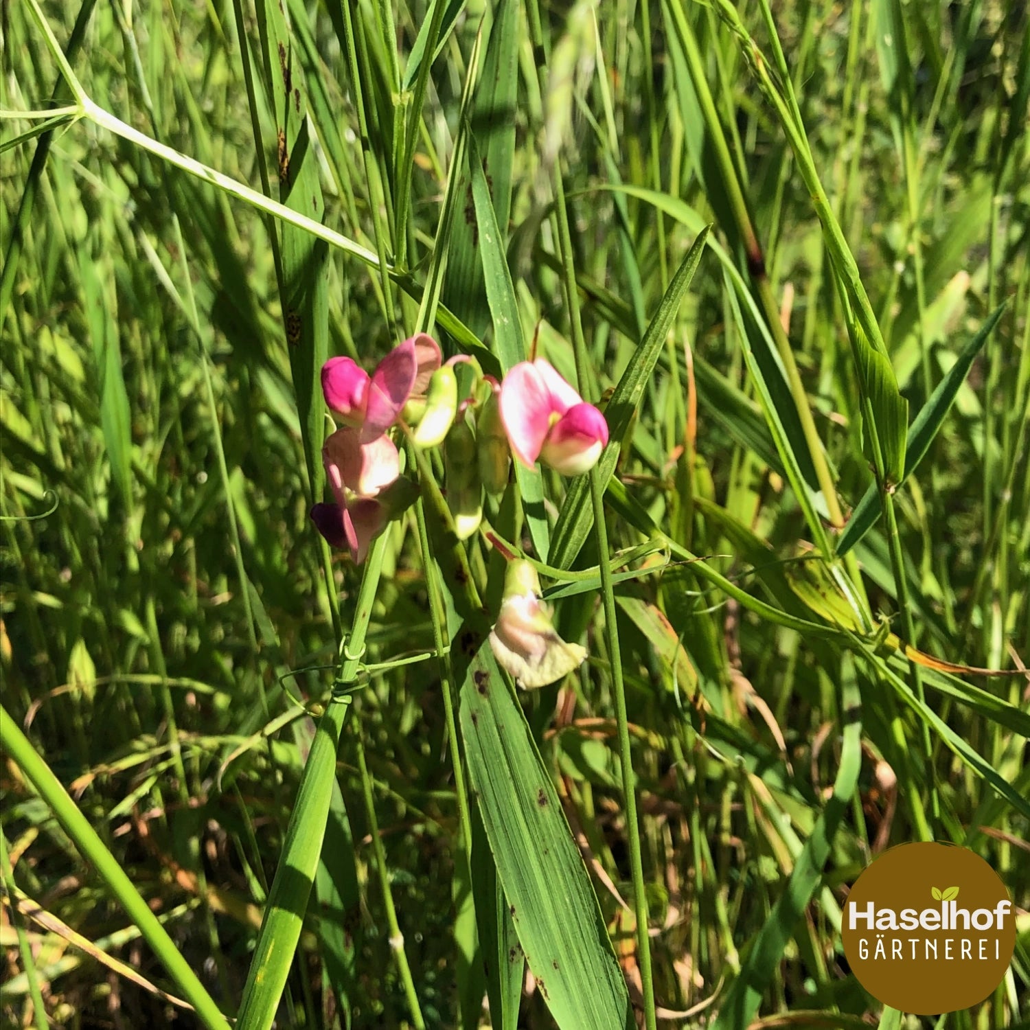 Lathyrus sylvestris