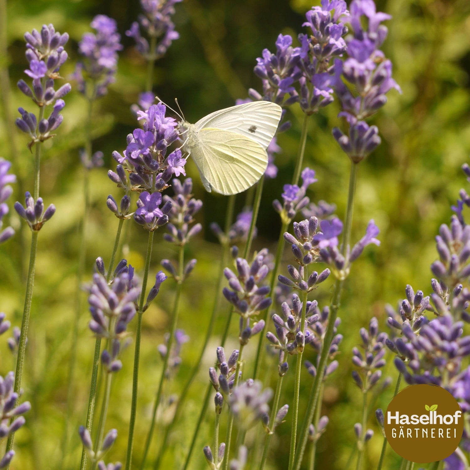 Lavandula angustifolia