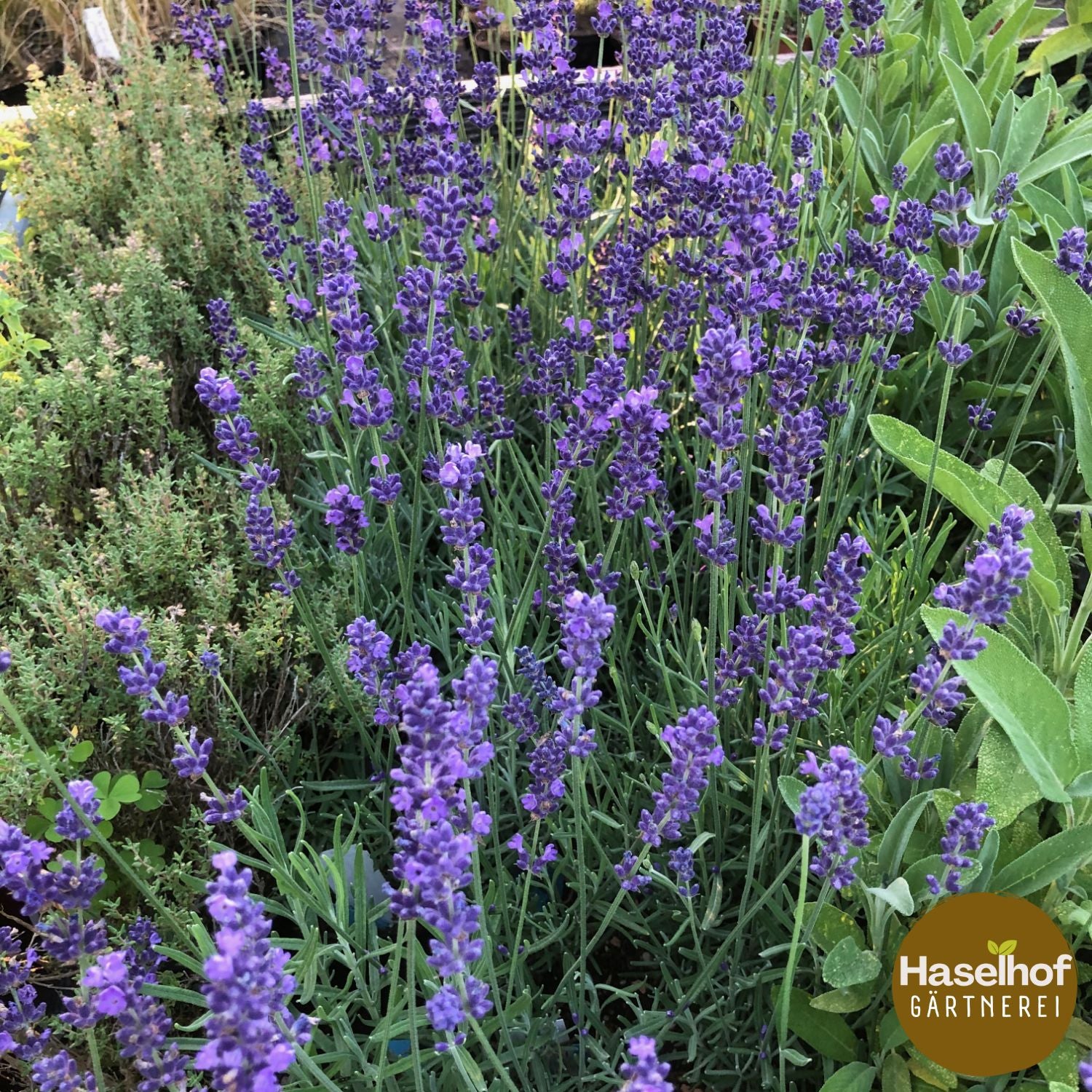 Lavandula angustifolia `Hidcote Blue`