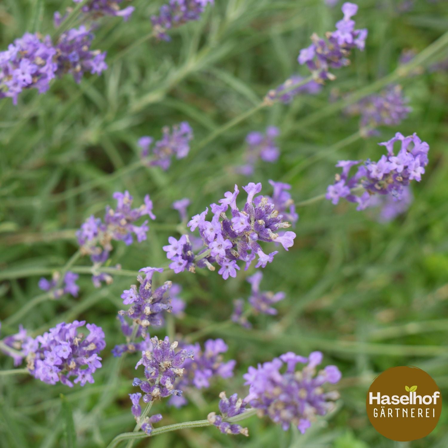 Lavandula angustifolia `Munstead Blue`