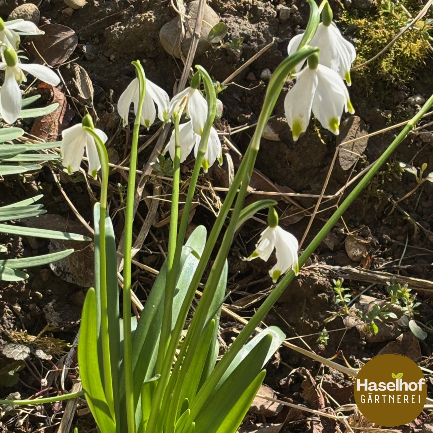 Leucojum vernum (forme de jardin)