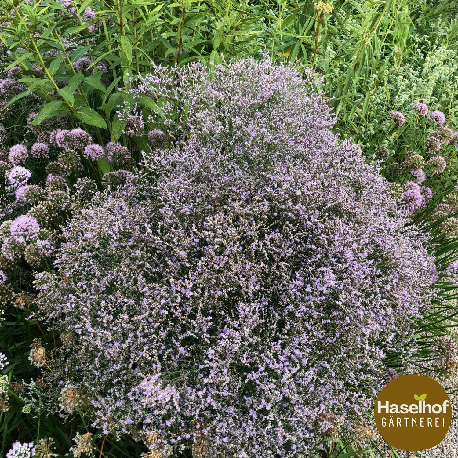 Limonium latifolium 'Amethyst'