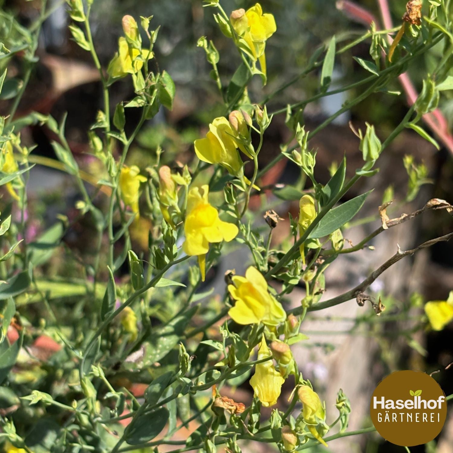 Linaria genistifolia ssp. dalmatica