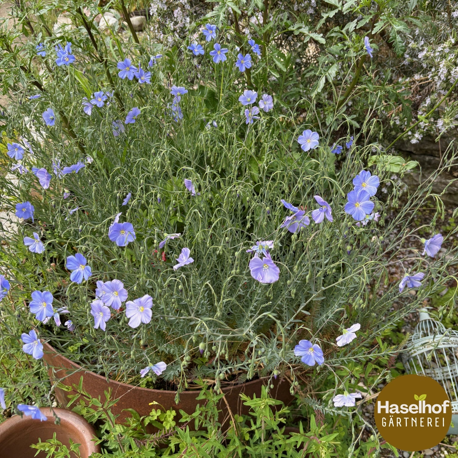 Linum alpinum