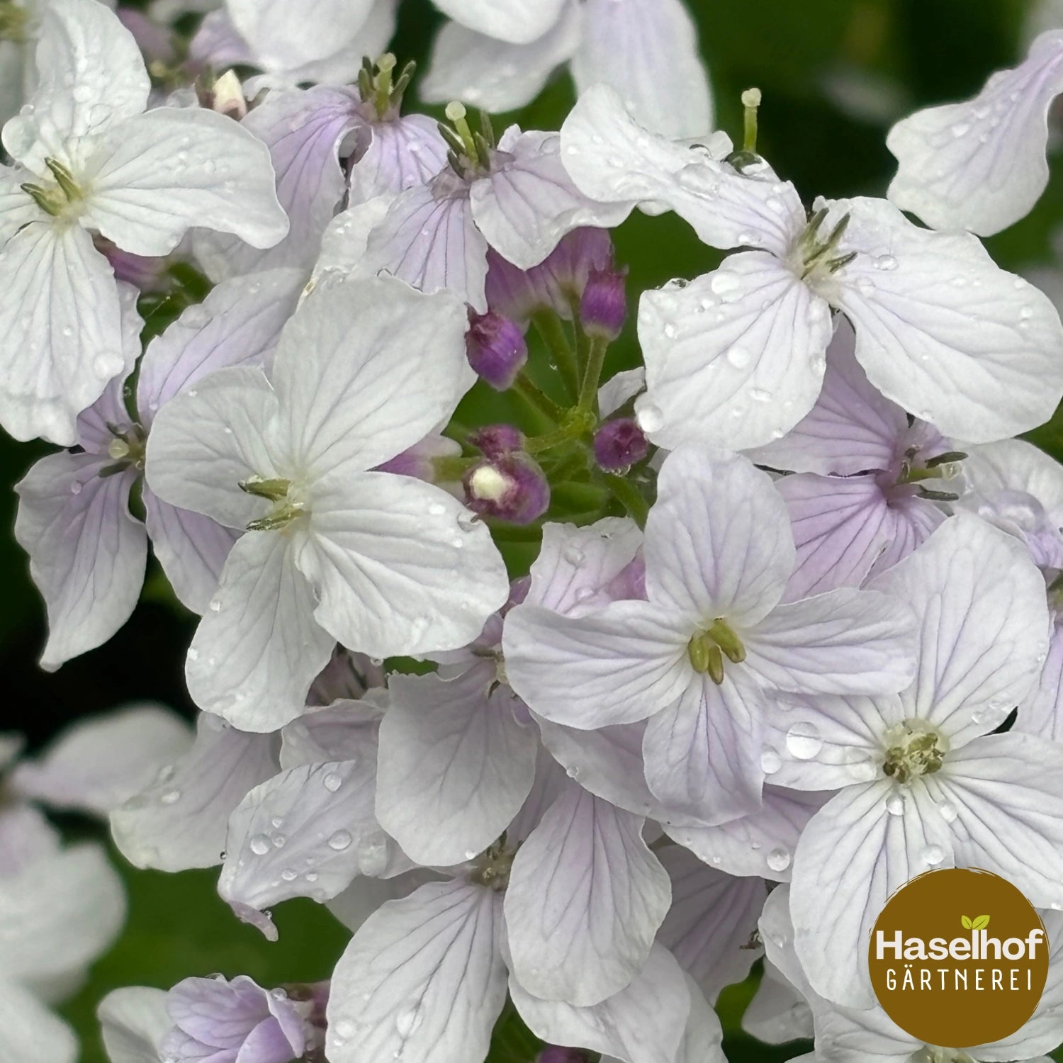 Lunaria rediviva