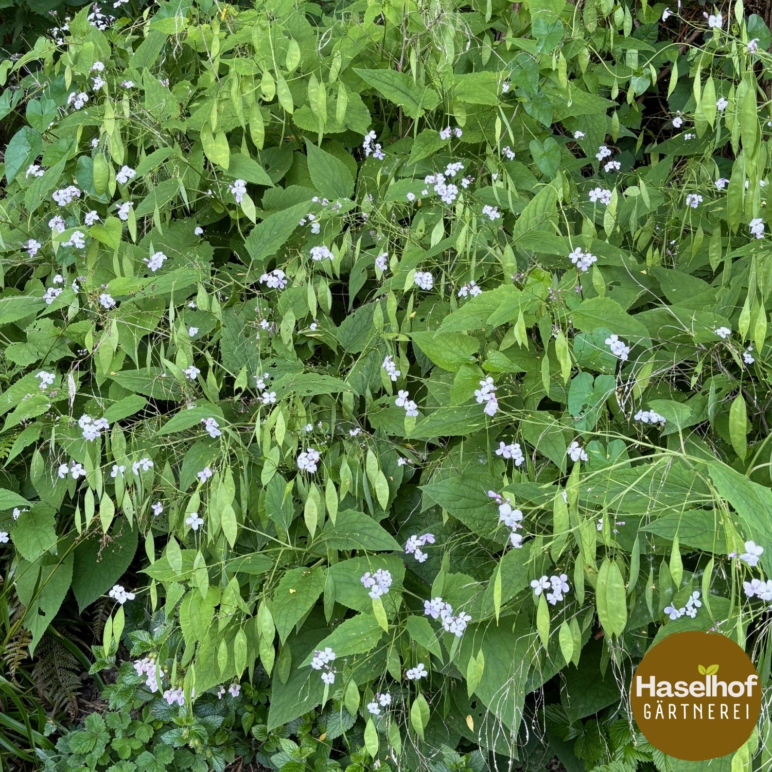 Lunaria rediviva