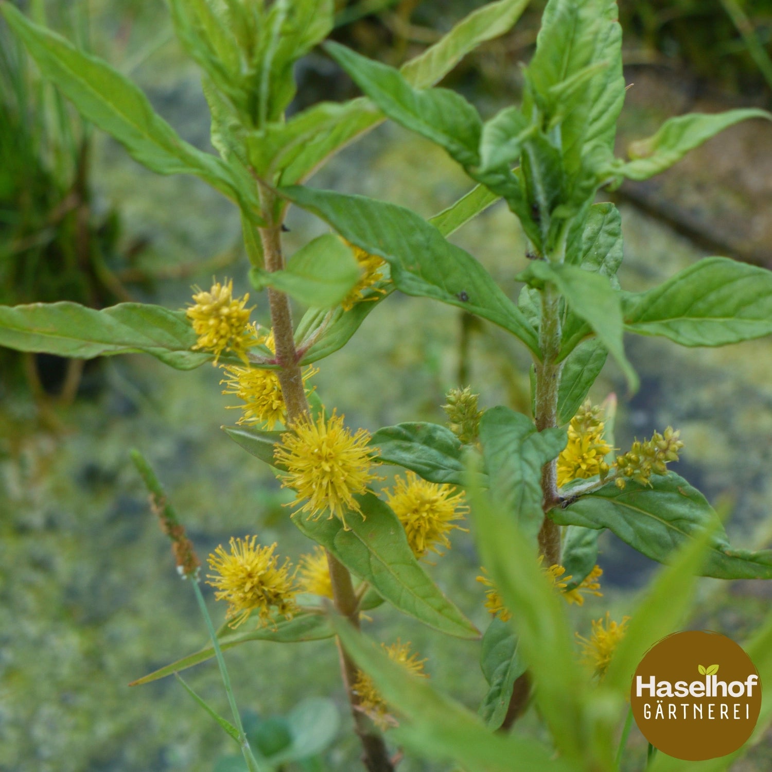 Lysimaque à fleurs en panicules