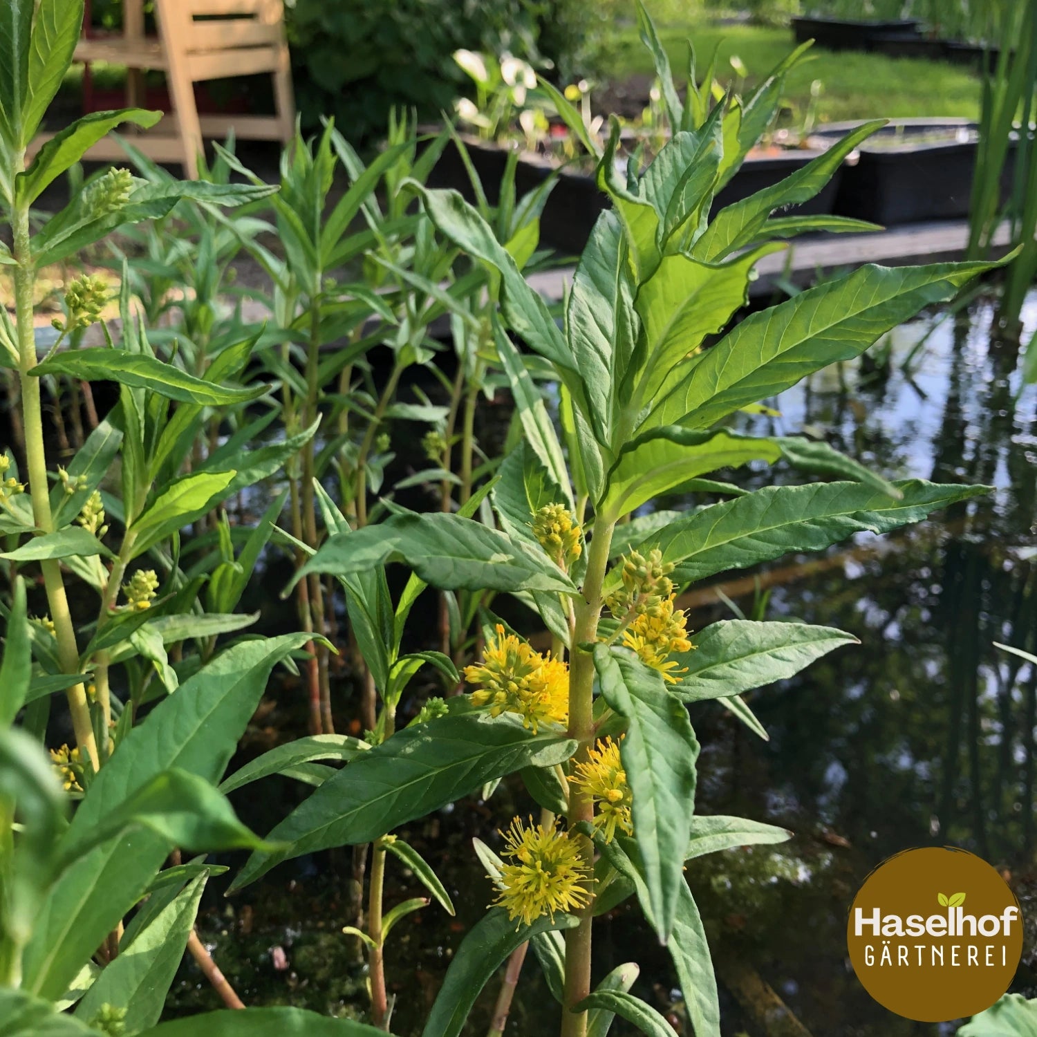 Lysimaque à fleurs en panicules