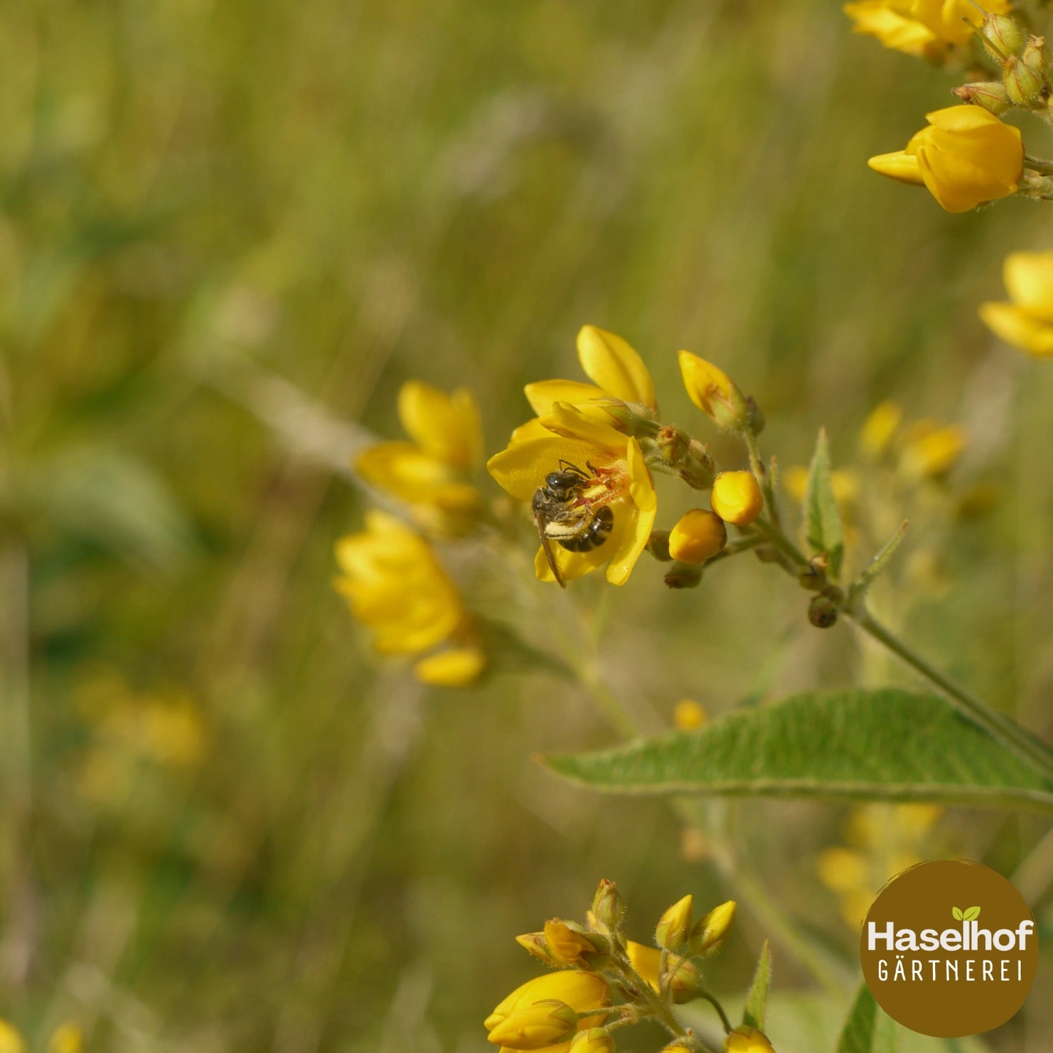 Salicaire officinale