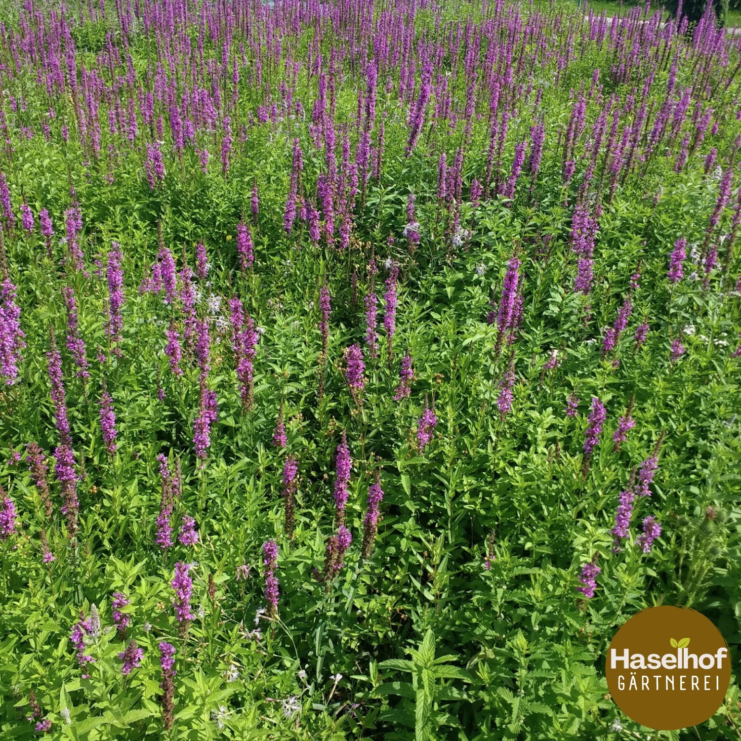 Lythrum salicaria