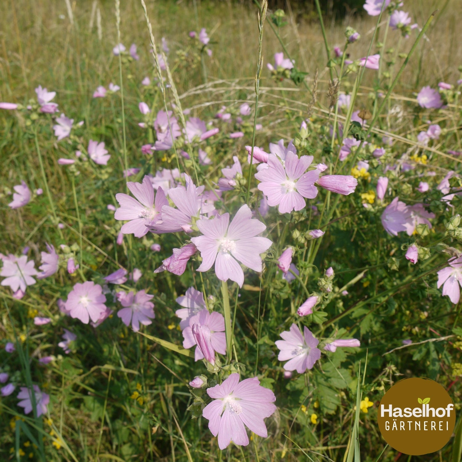 Mauve musquée