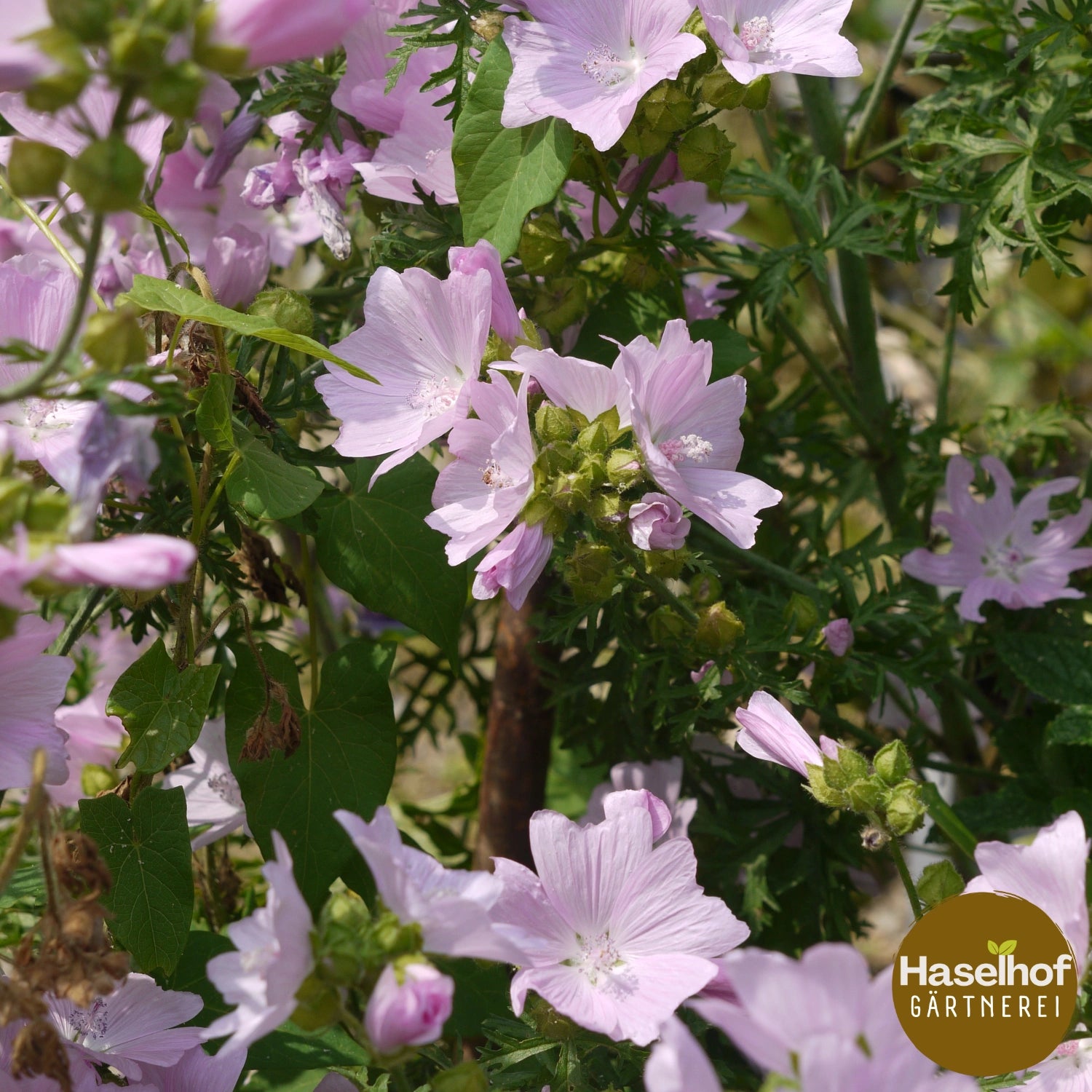 Mauve musquée