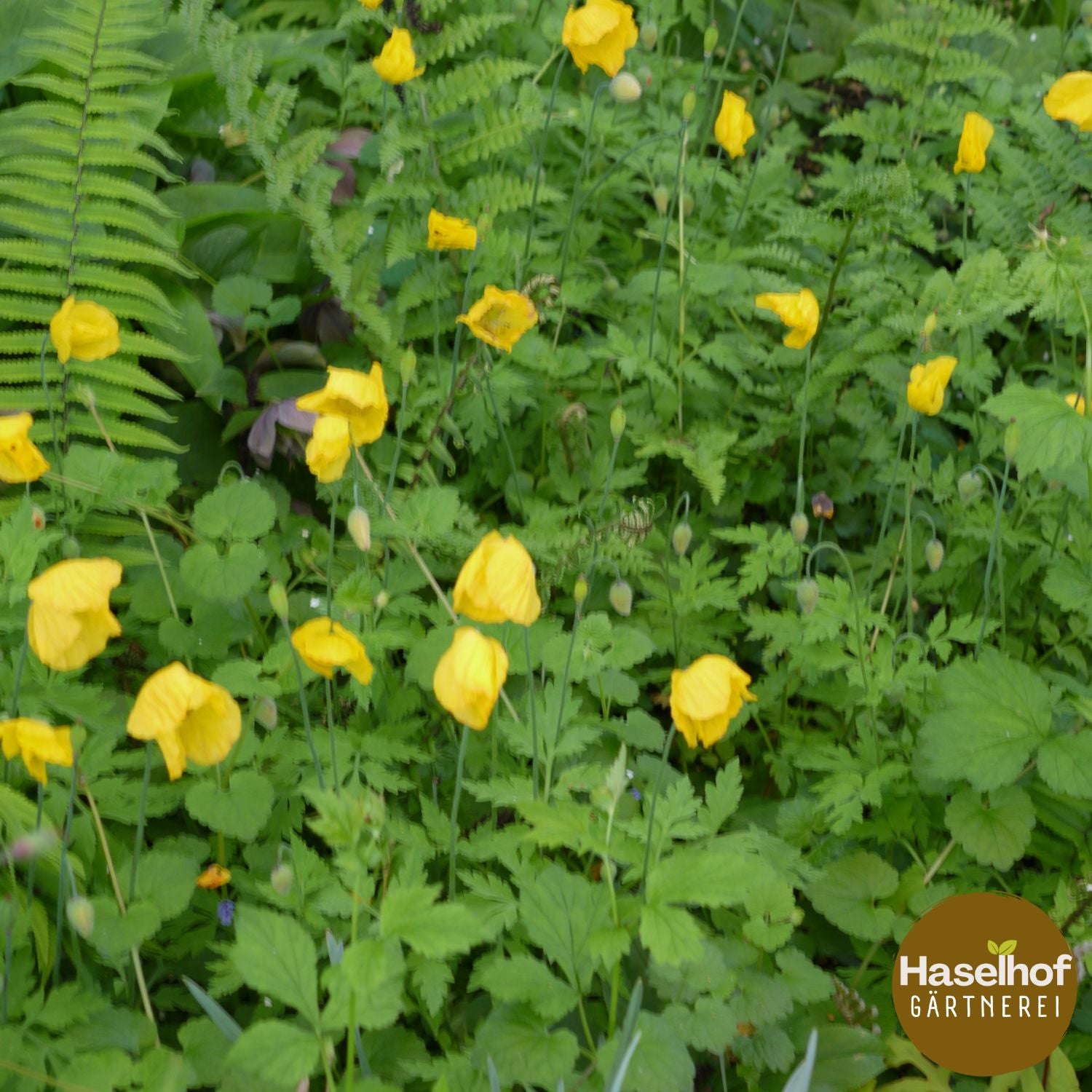 Méconopsis du Pays de Galles