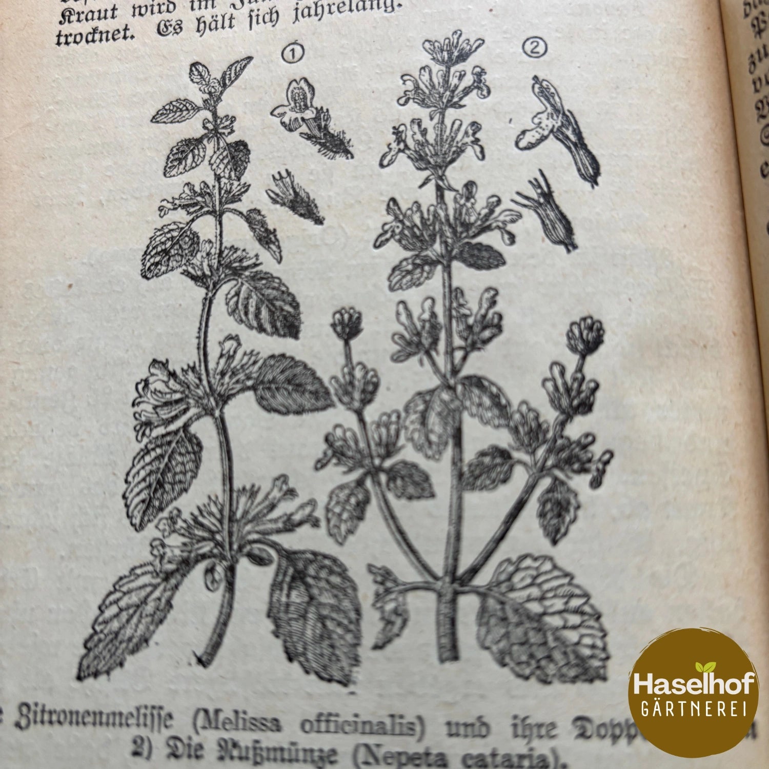 Mélisse officinale