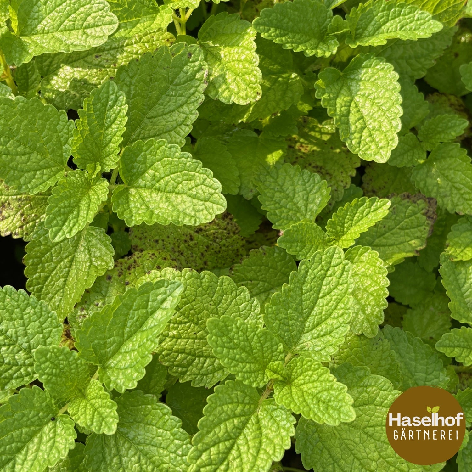 Melissa officinalis `Limoni`