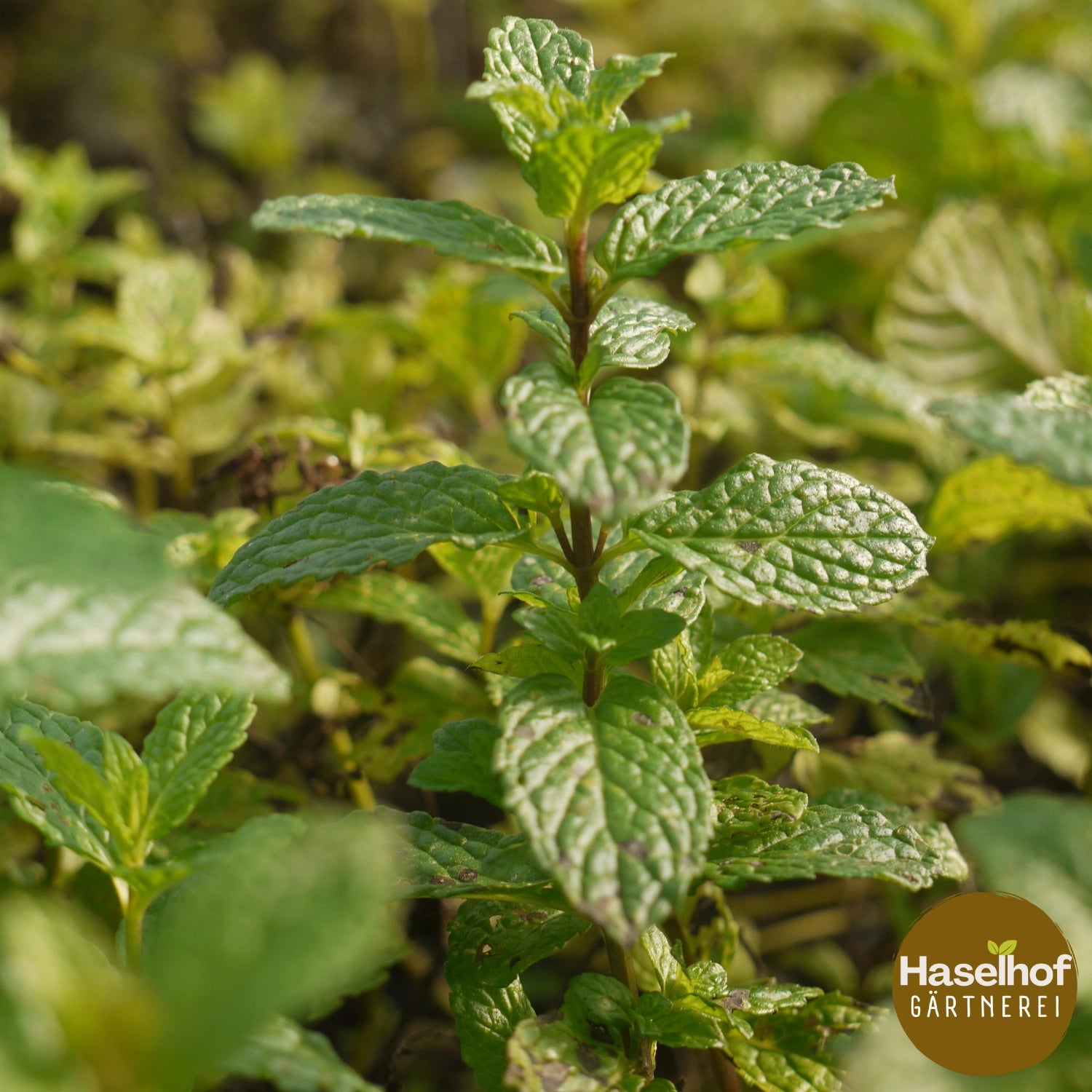 Mentha (x) piperita ‘Palestine’