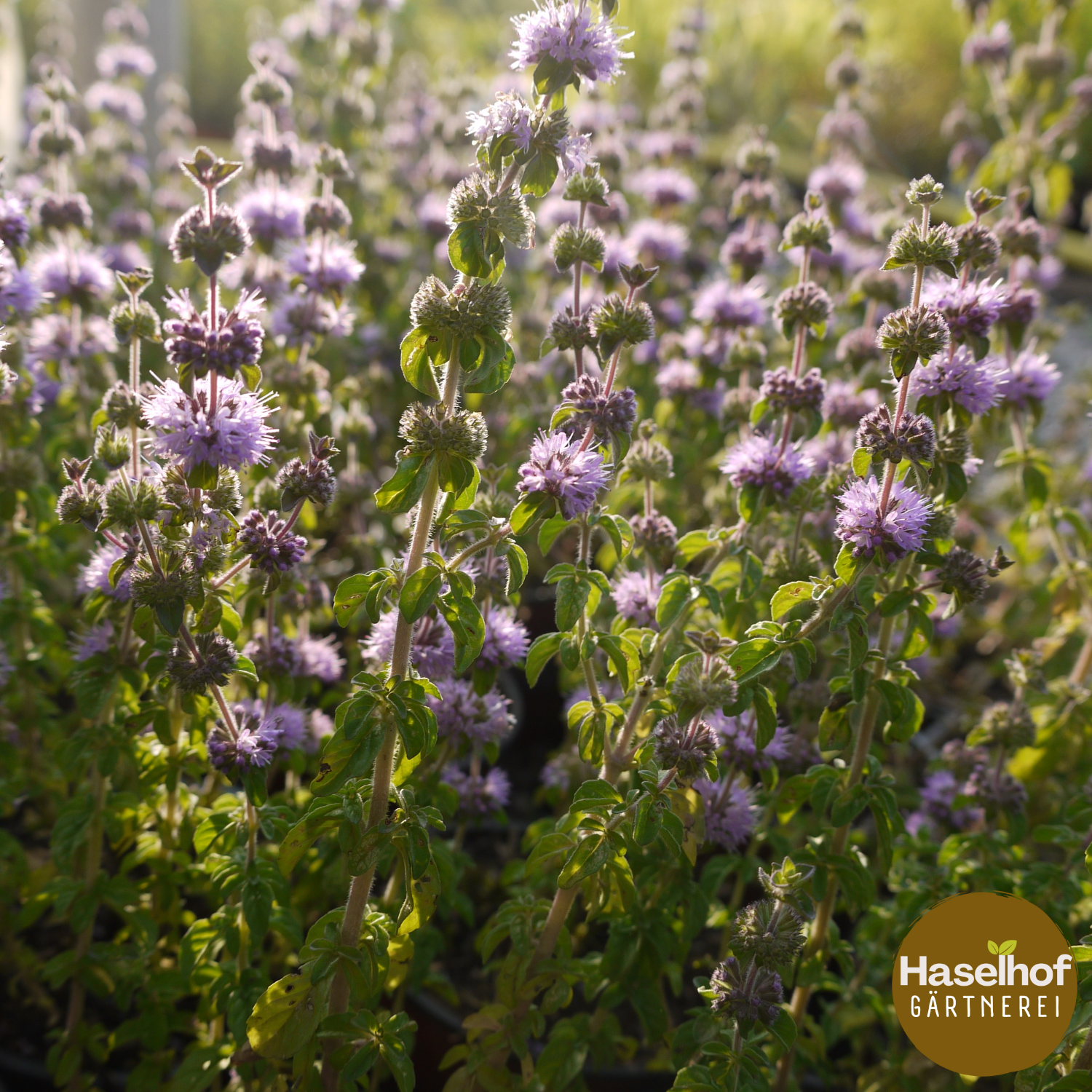 Mentha pulegium