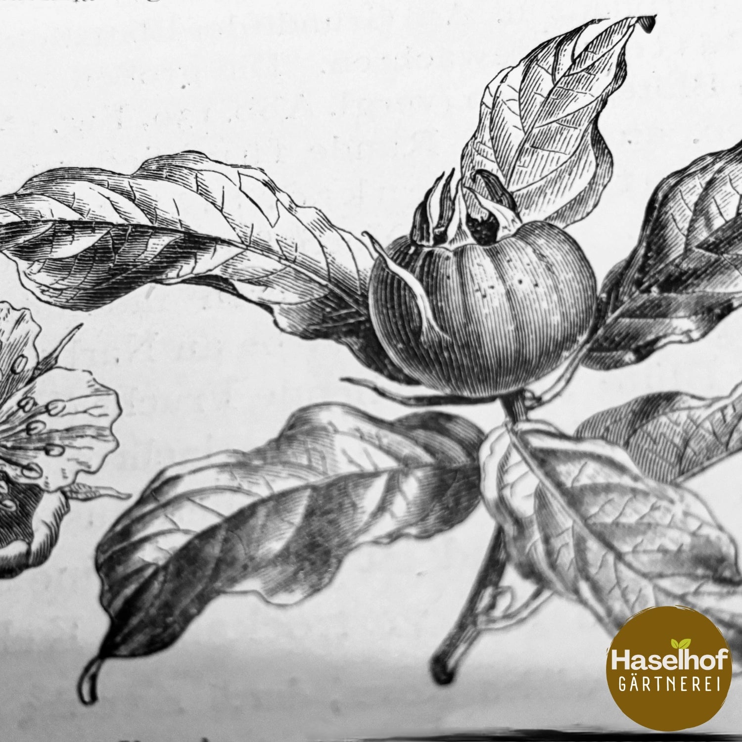 Mespilus germanica