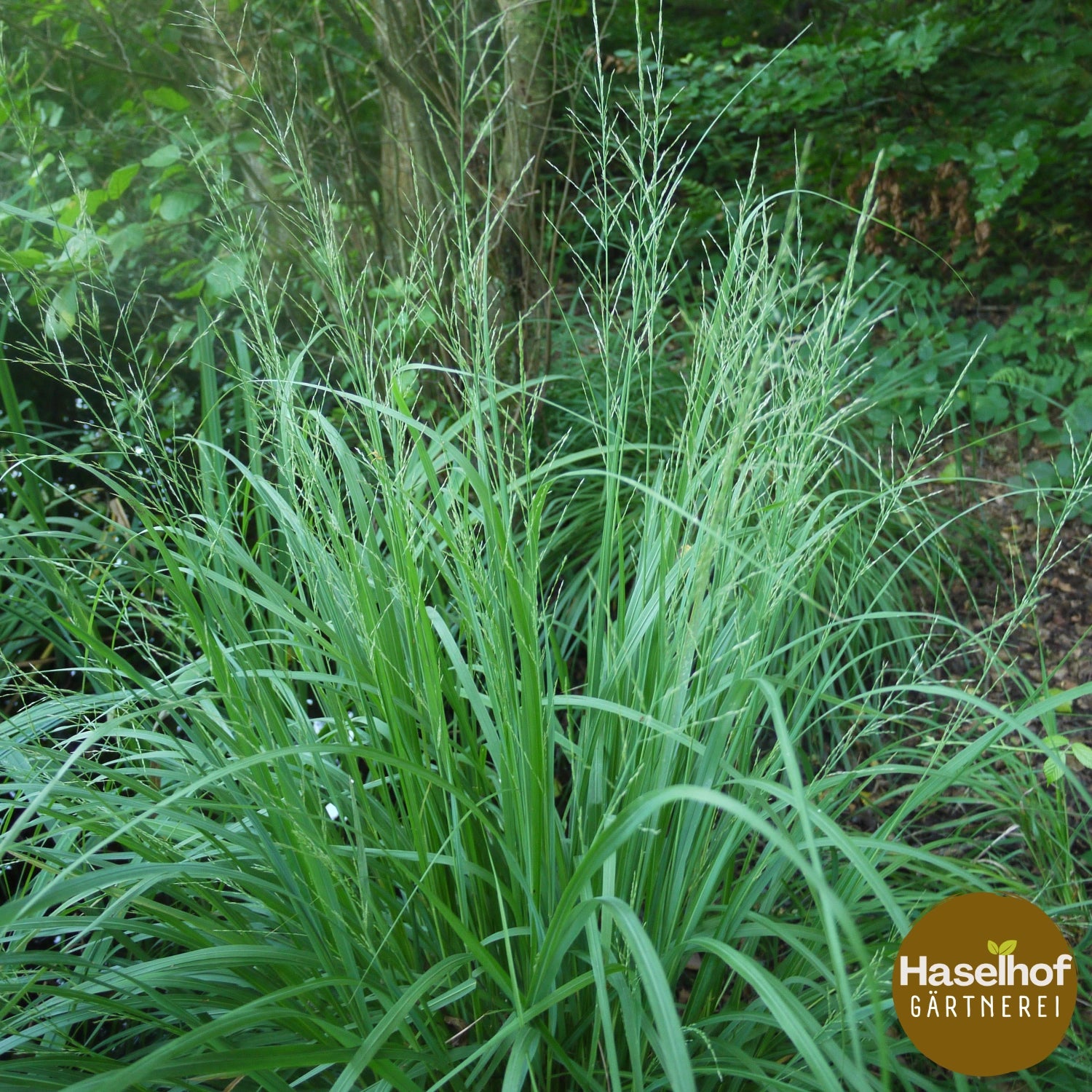 Molinia arundinacea
