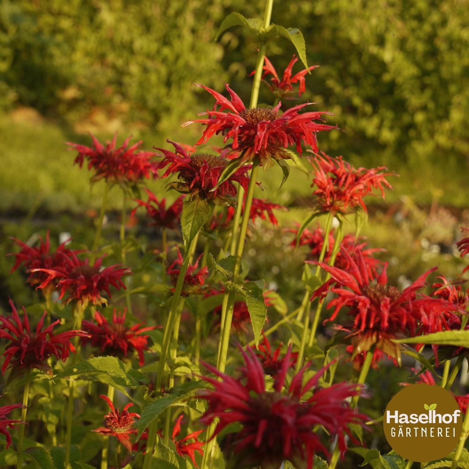 Monarda didyma `Squaw`