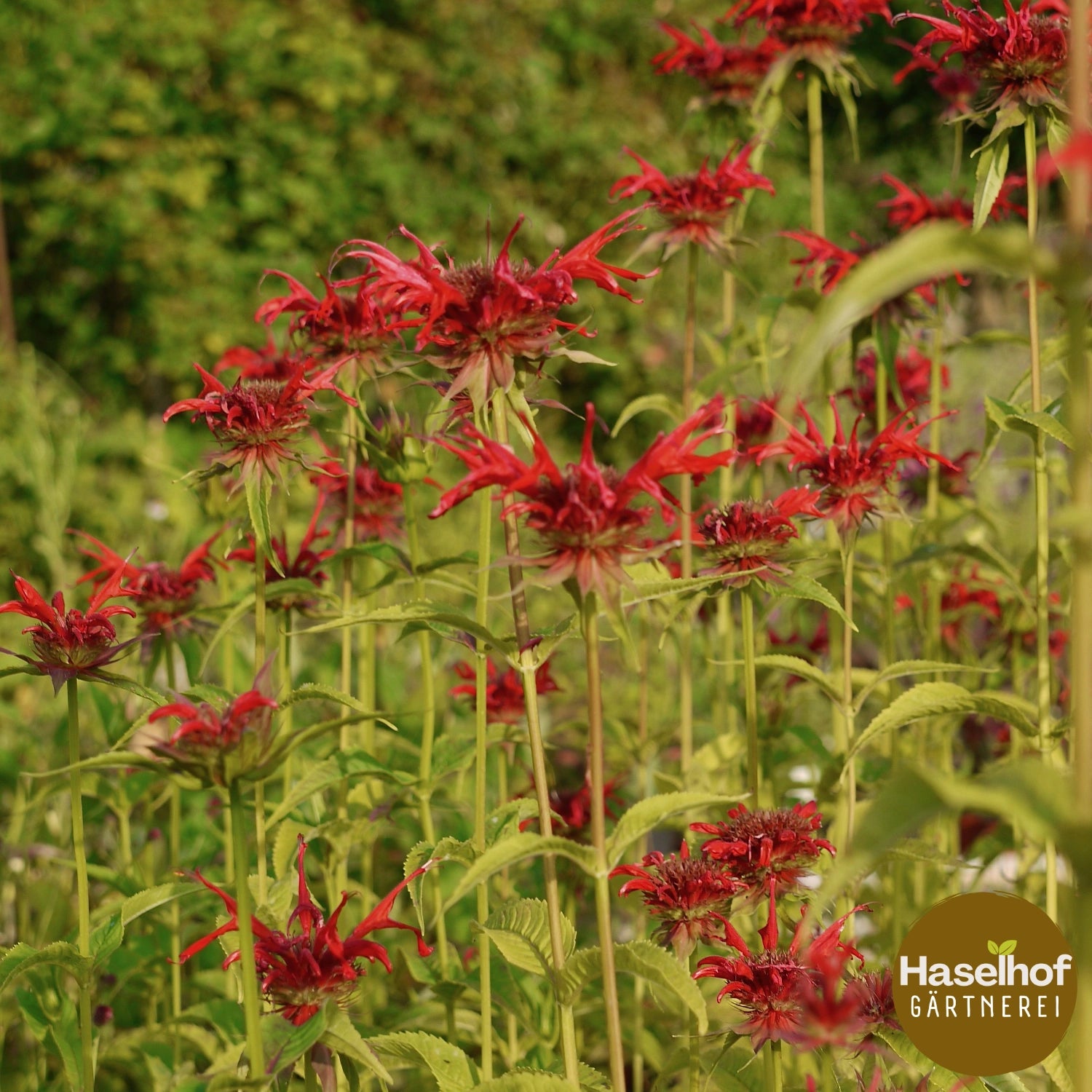 Monarda didyma `Squaw`