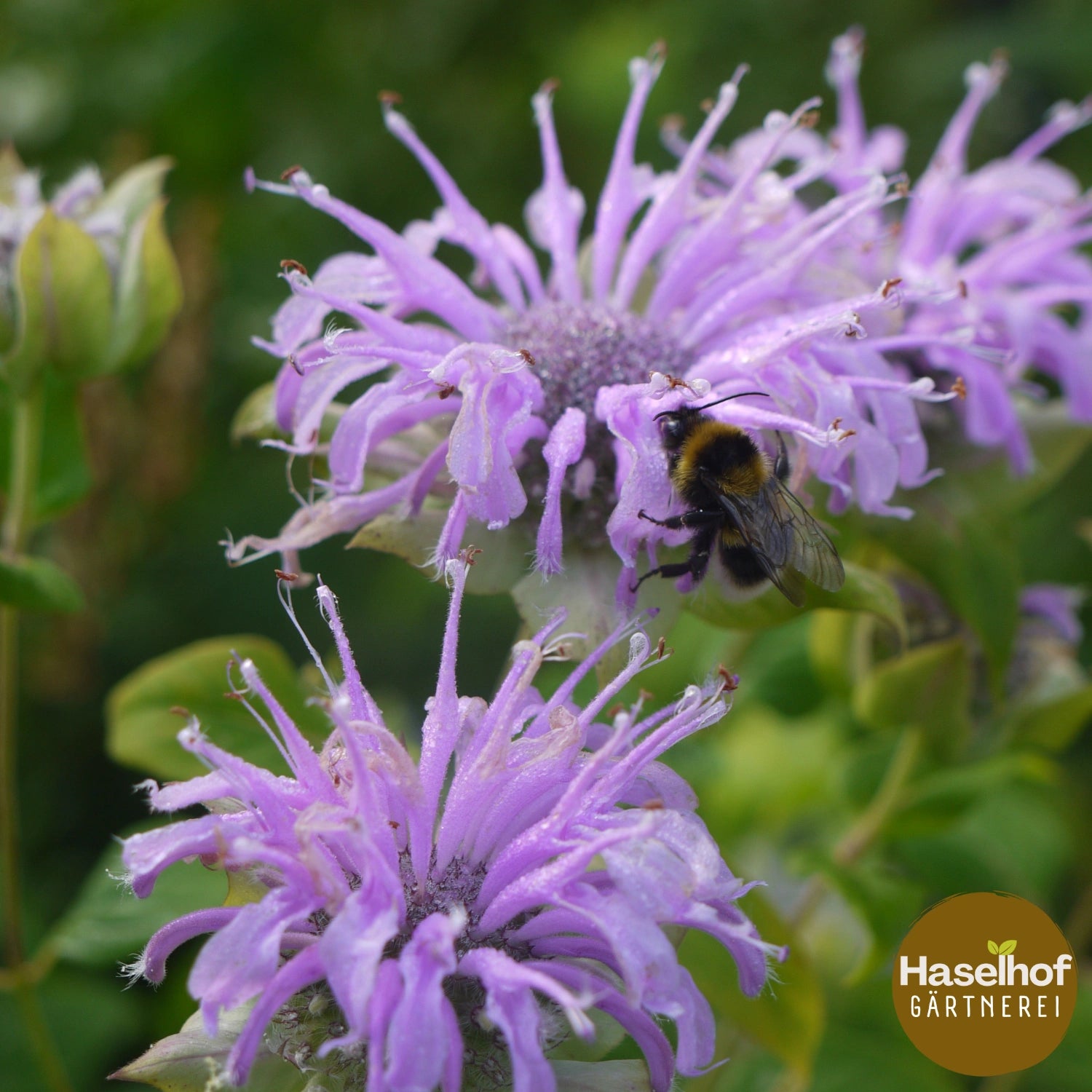 Monarde fistuleuse (forme sauvage)