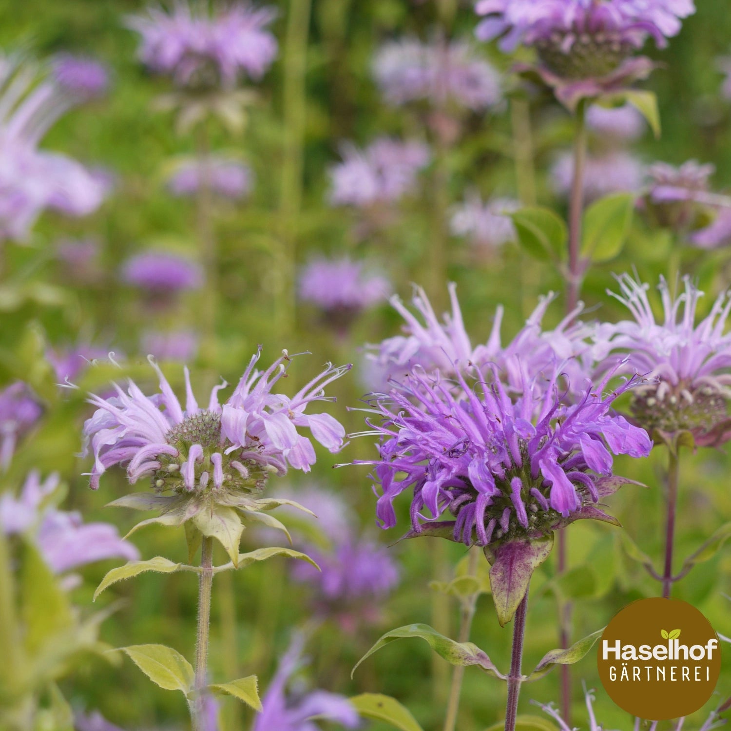 Monarde fistuleuse (forme sauvage)