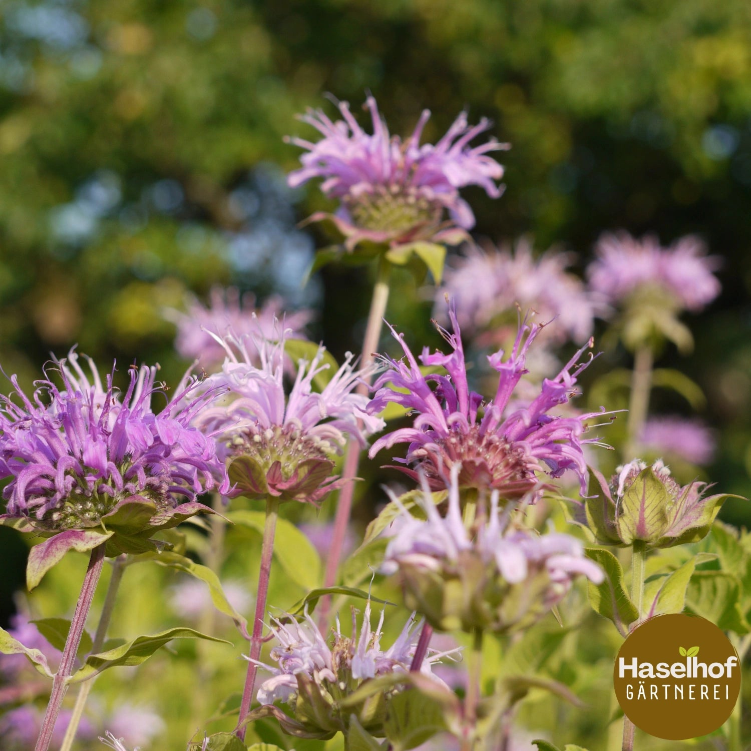 Monarde fistuleuse (forme sauvage)