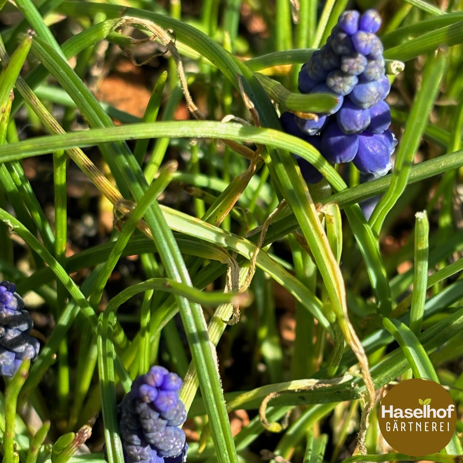 Muscari racemosum