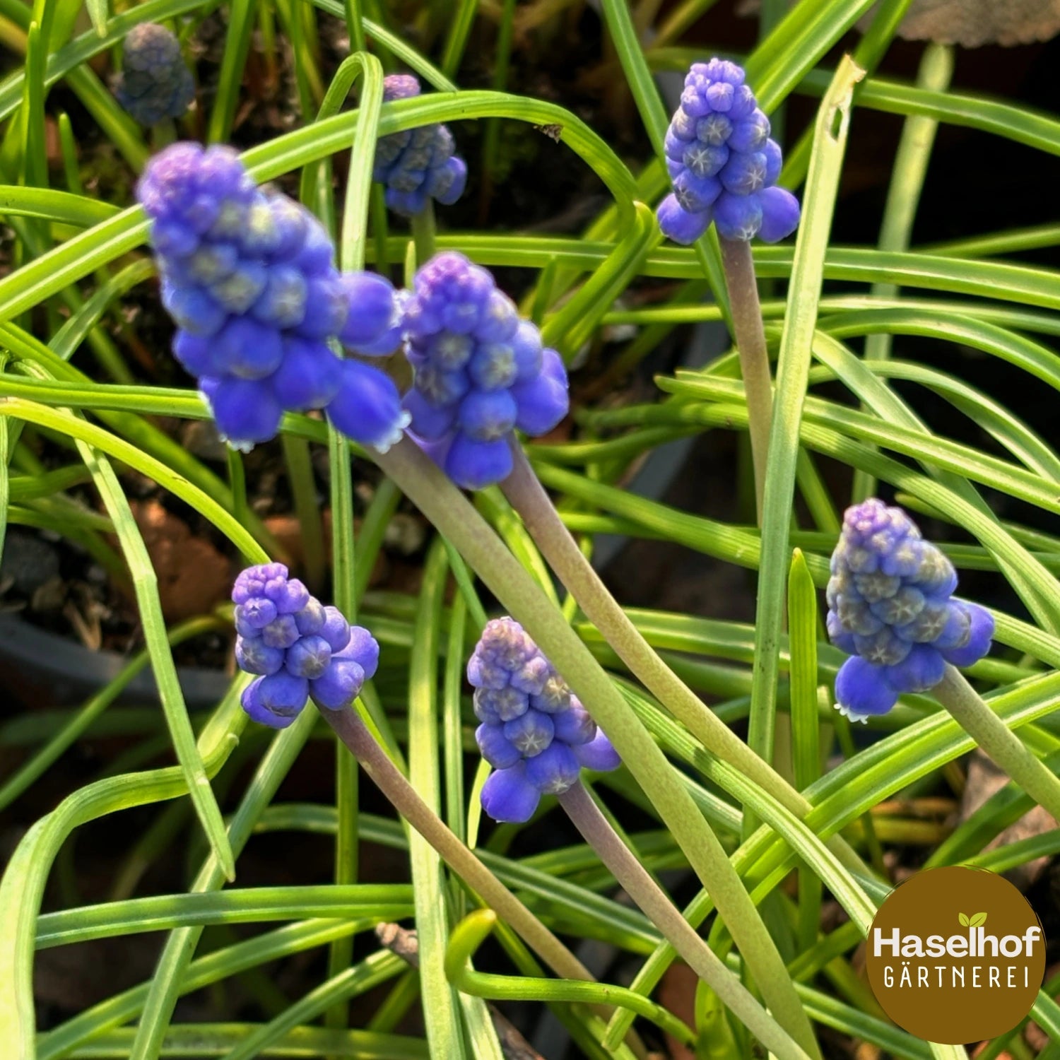 Muscari racemosum