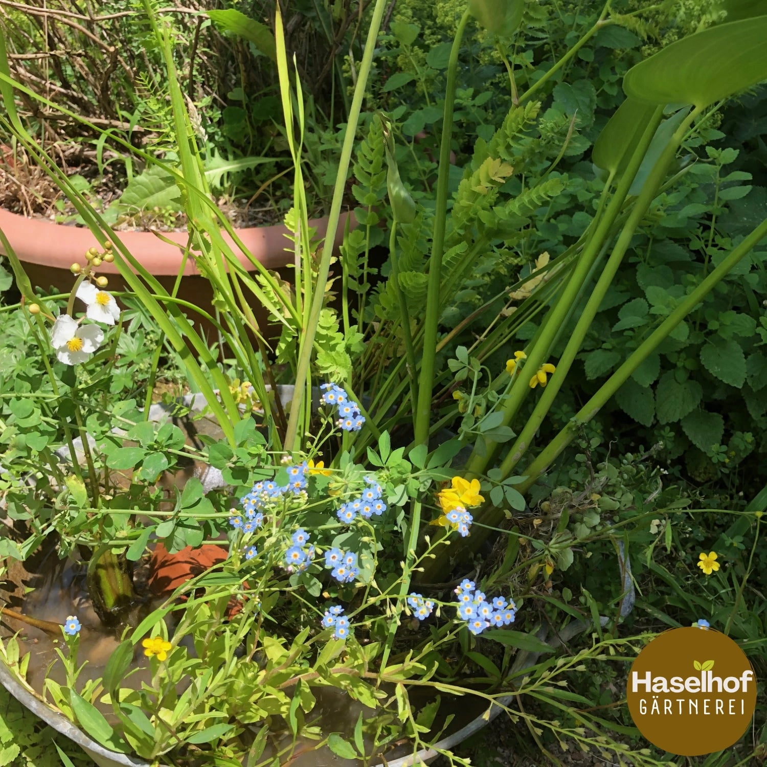 Myosotis scorpioides