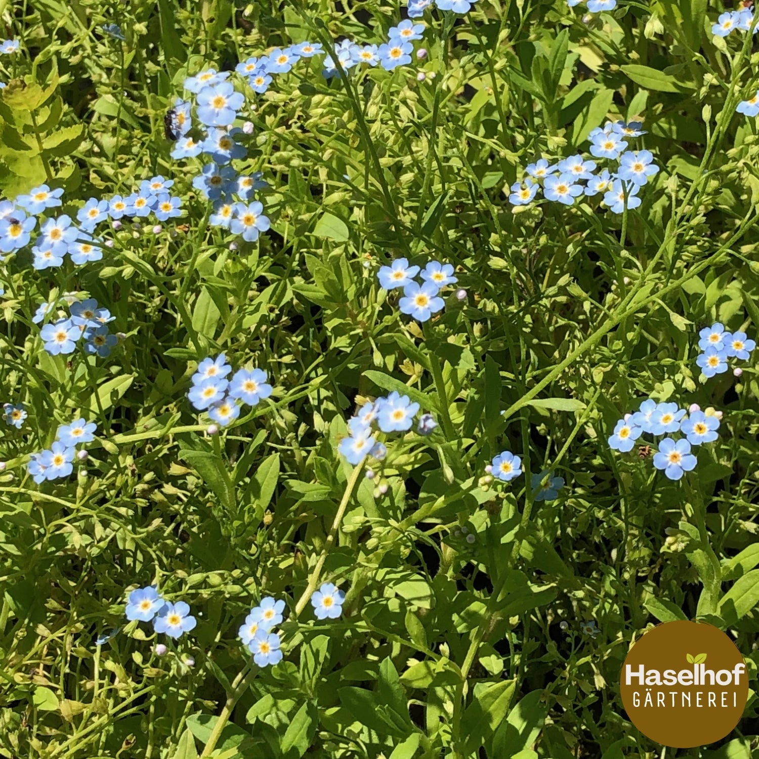 Myosotis scorpioides