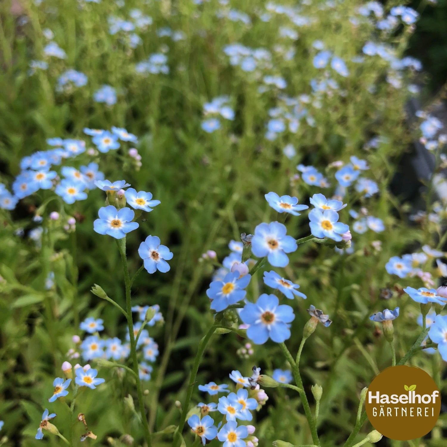 Myosotis scorpioides