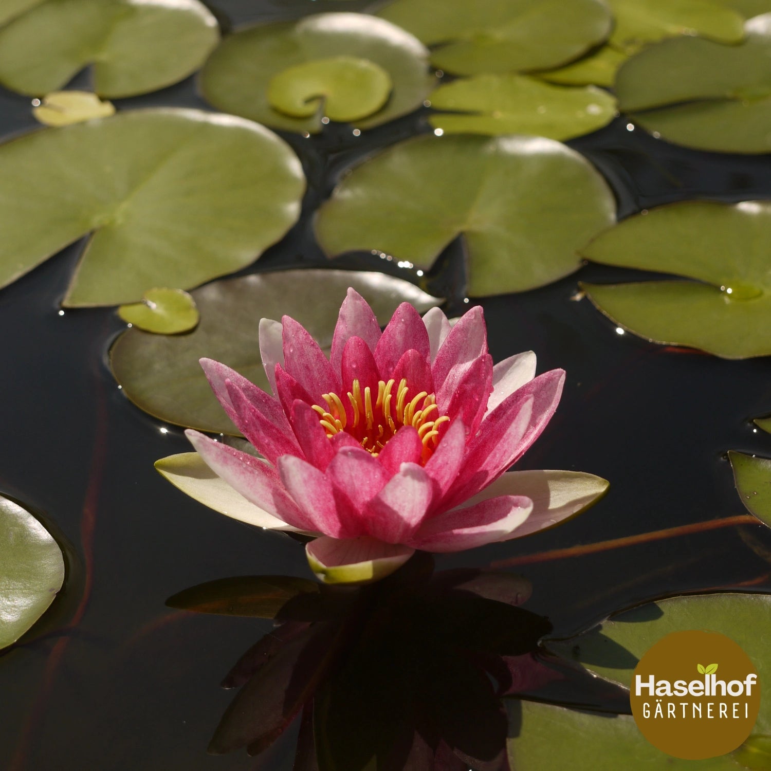 Nymphaea `Masaniello`