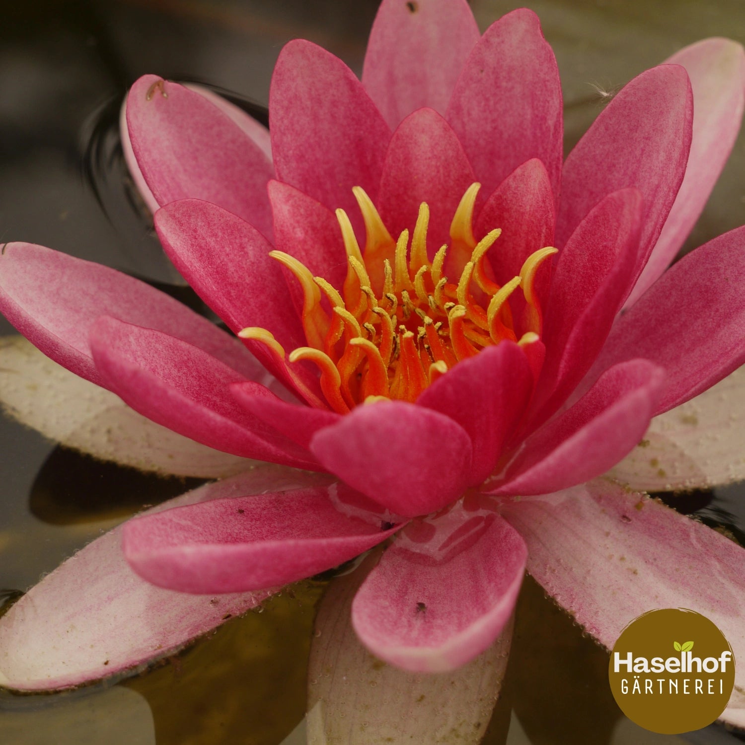 Nymphaea `Masaniello`