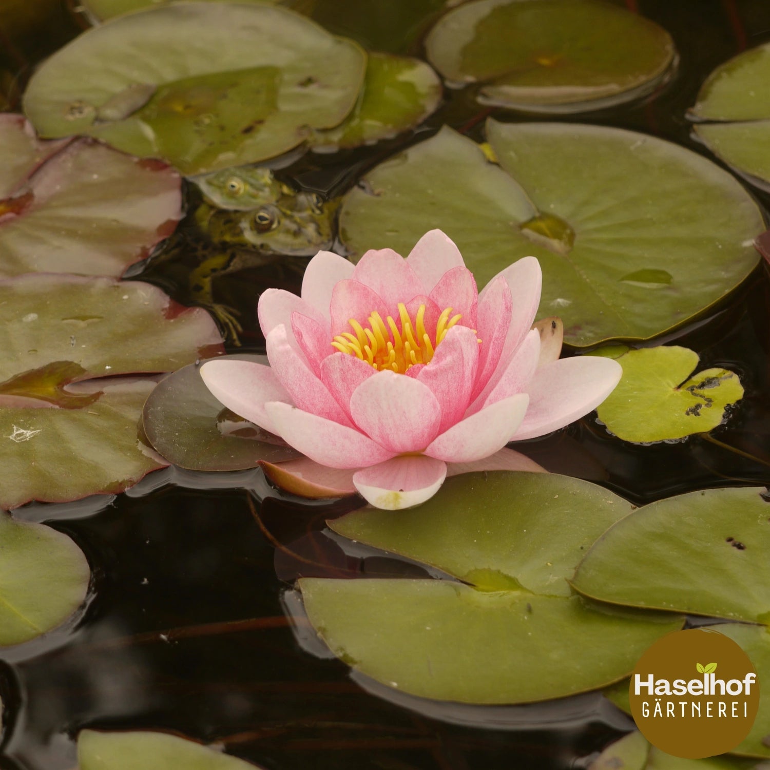 Nymphaea `Pontieux`