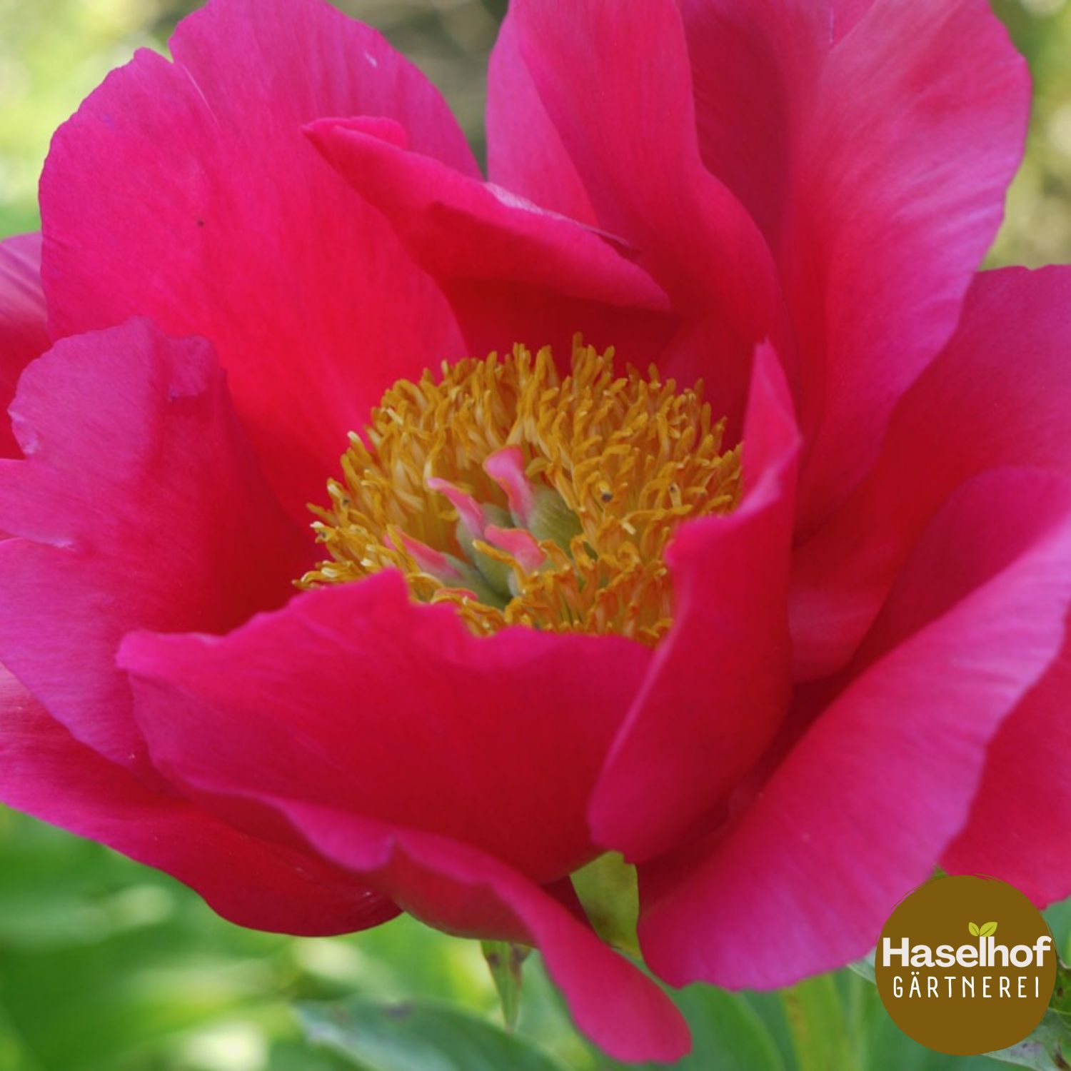 Paeonia lactiflora In Sorten (einfach)