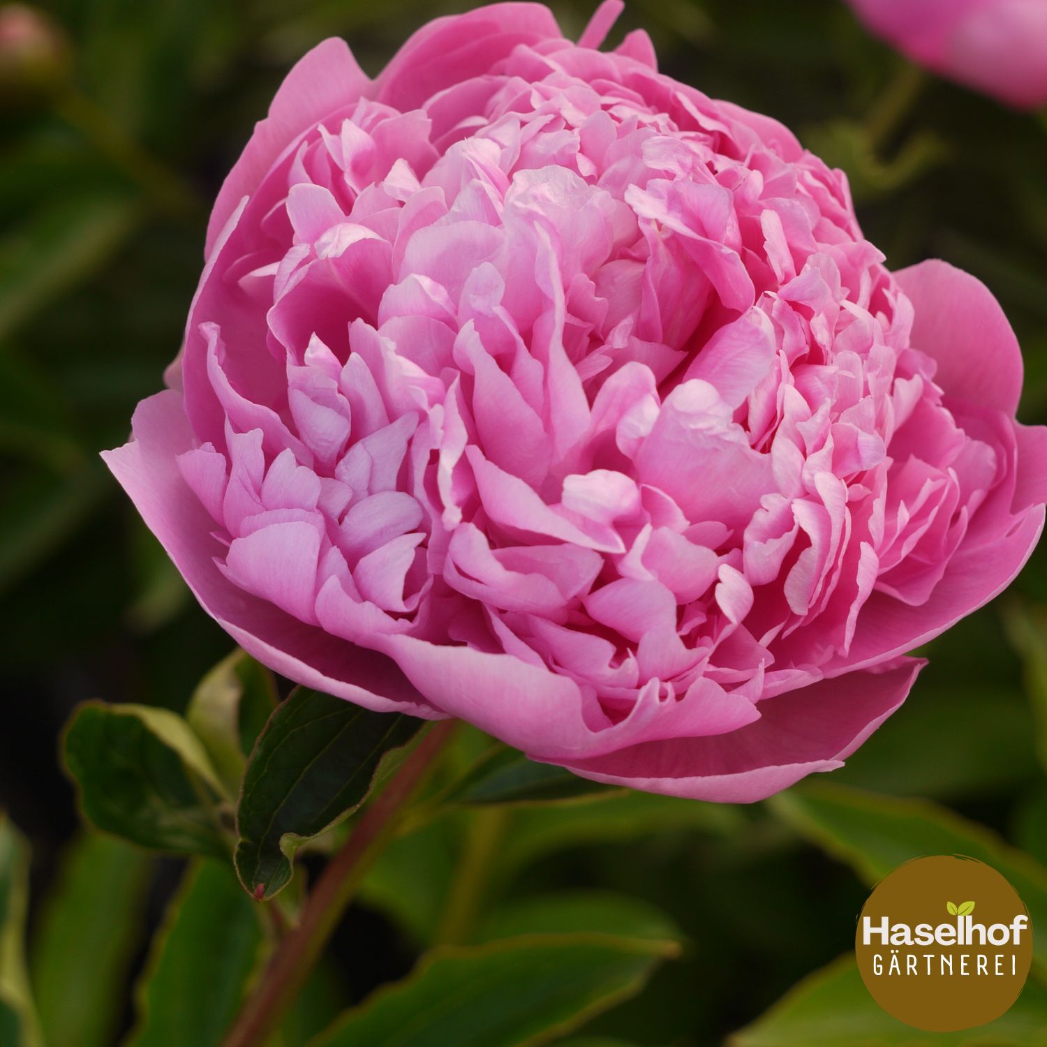 Paeonia lactiflora – variétés historiques (roses, doubles)