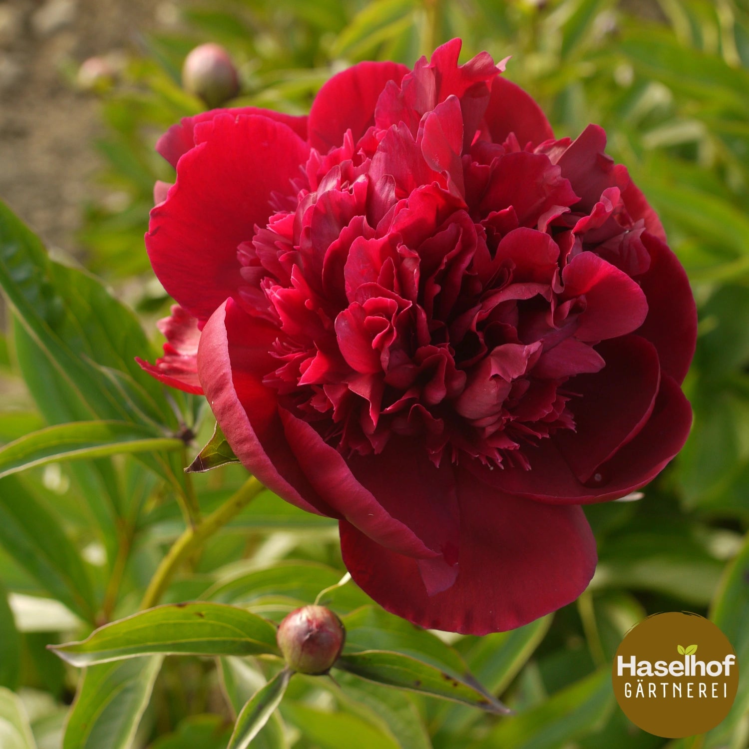 Paeonia lactiflora – variétés historiques (rouges, doubles)