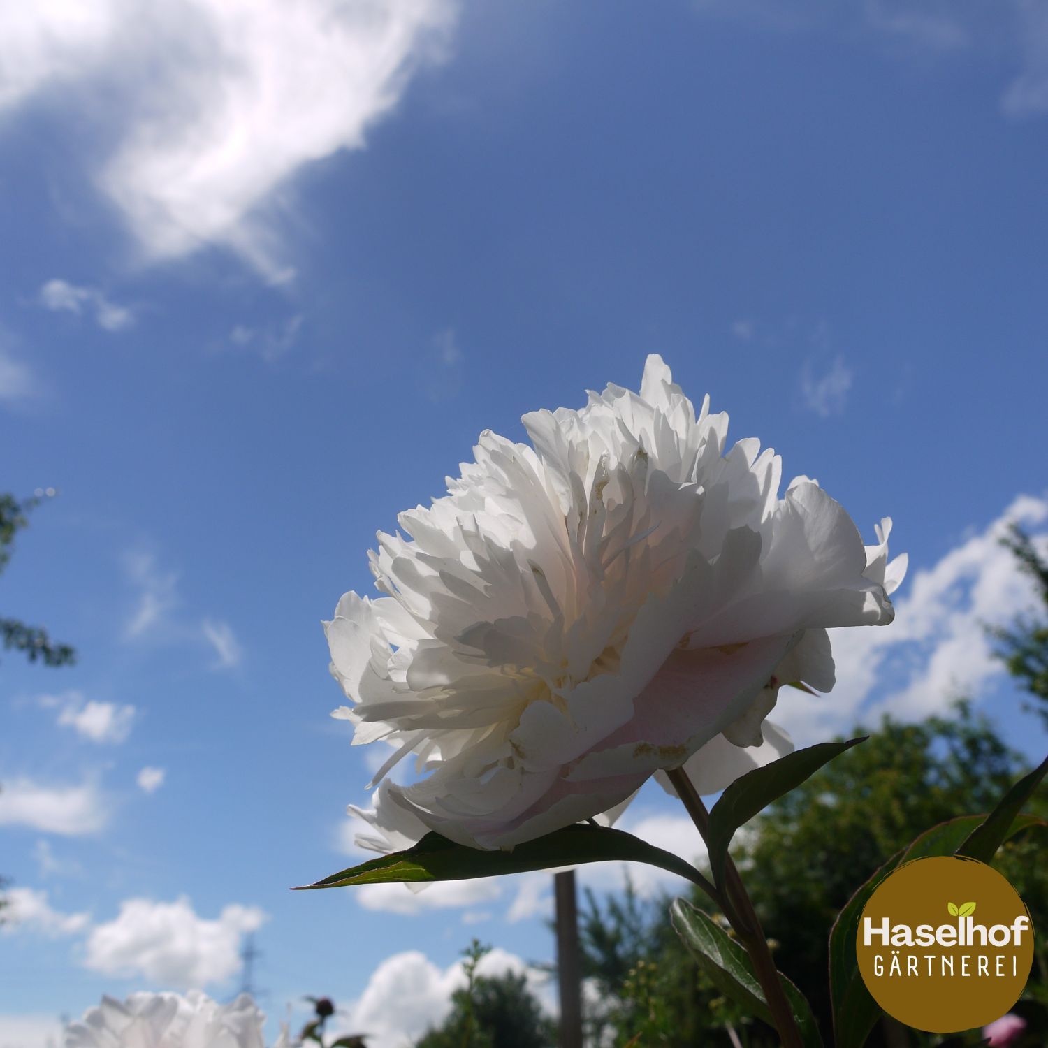 Paeonia lactiflora historische Sorten (weiss)